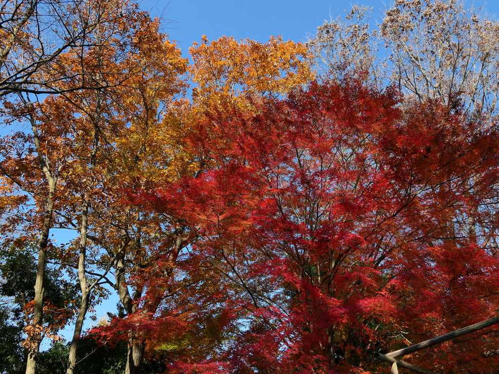 冬の紅葉