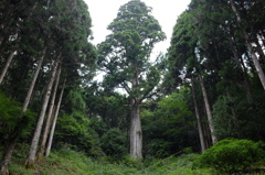 天城の太郎杉