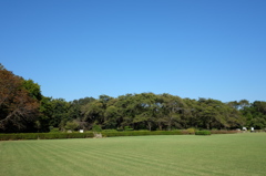 芝生と緑と青い空