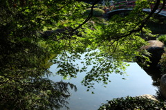 池に浮かぶ青いカエデ