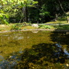 竹林寺の池