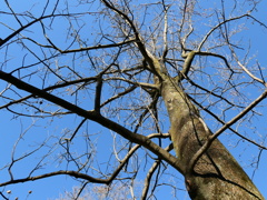 冬の木と冬の空