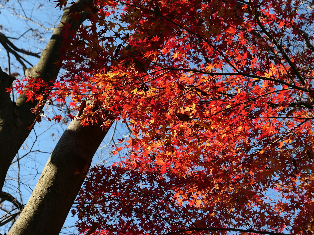 冬の紅葉