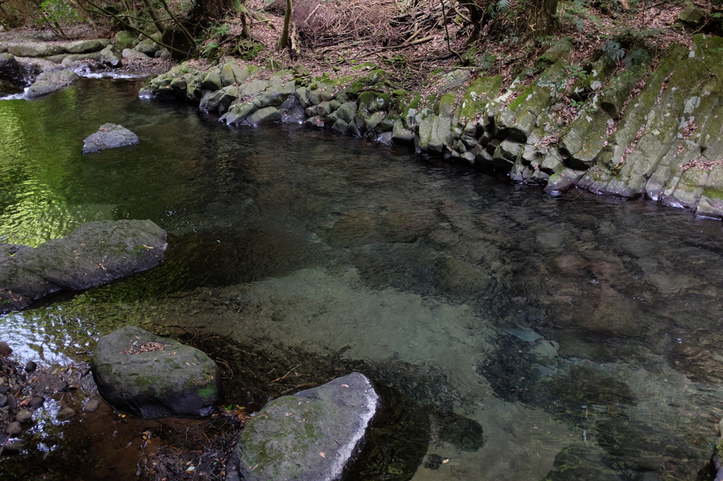 透き通る河津川