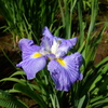 花菖蒲