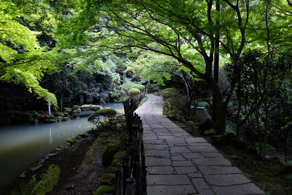 日本寺のあふれる緑