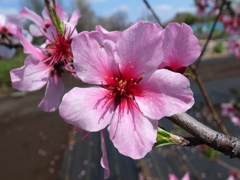 アーモンドの花