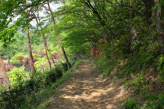 両崖山の山道