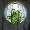 丸窓と観葉植物