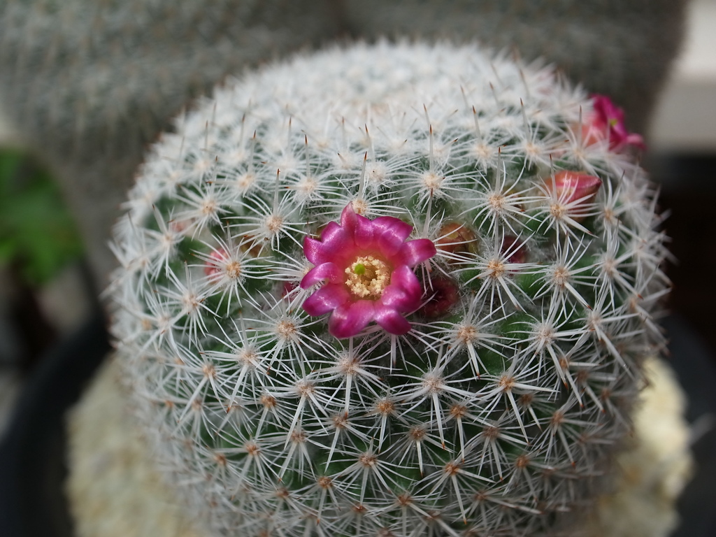 サボテンの花