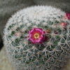 サボテンの花