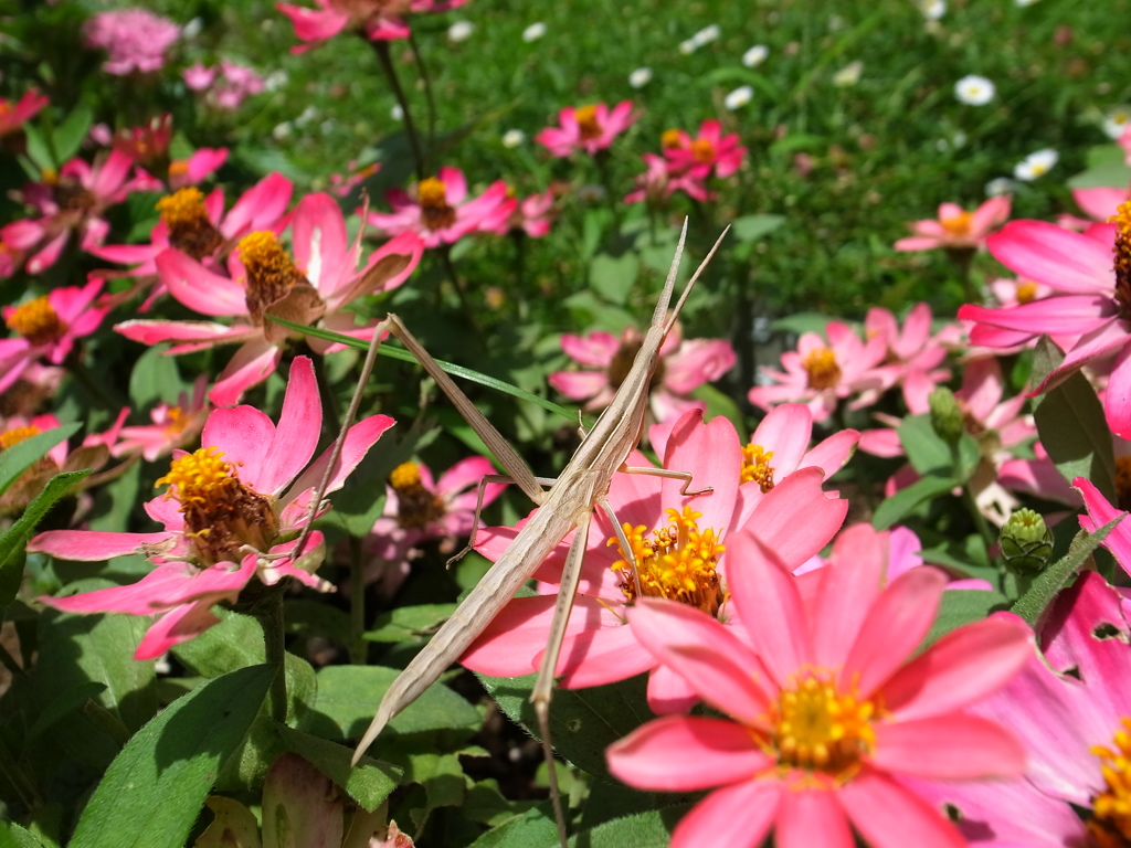花の中のショウリョウバッタ