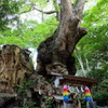 来宮神社の御神木