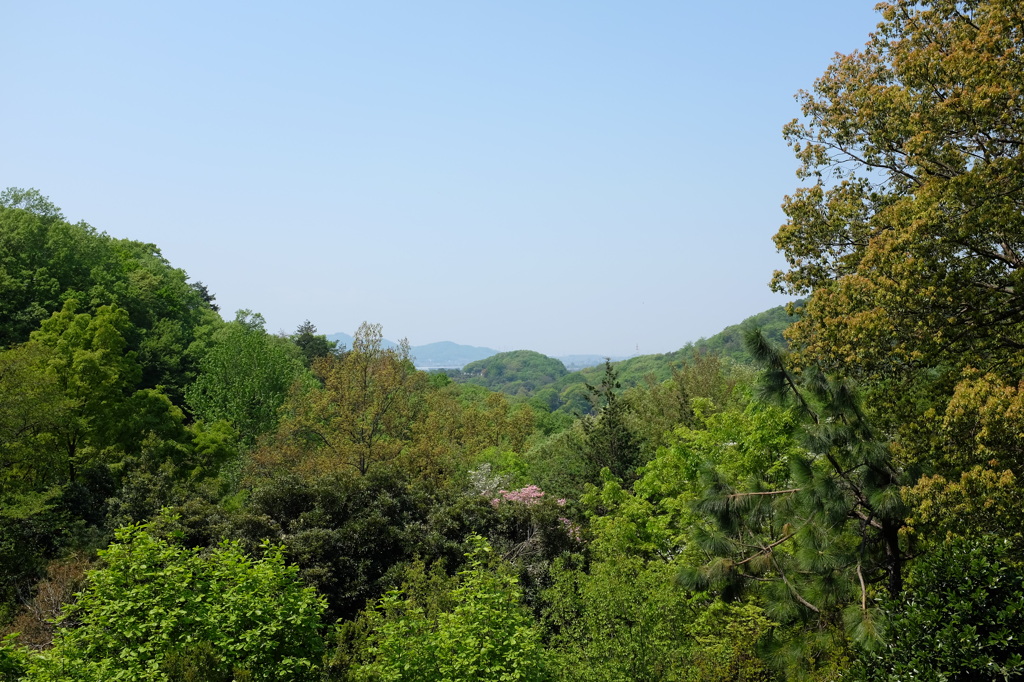 緑あふれる山