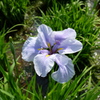 花菖蒲