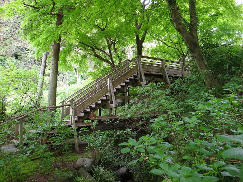 緑の中の木橋