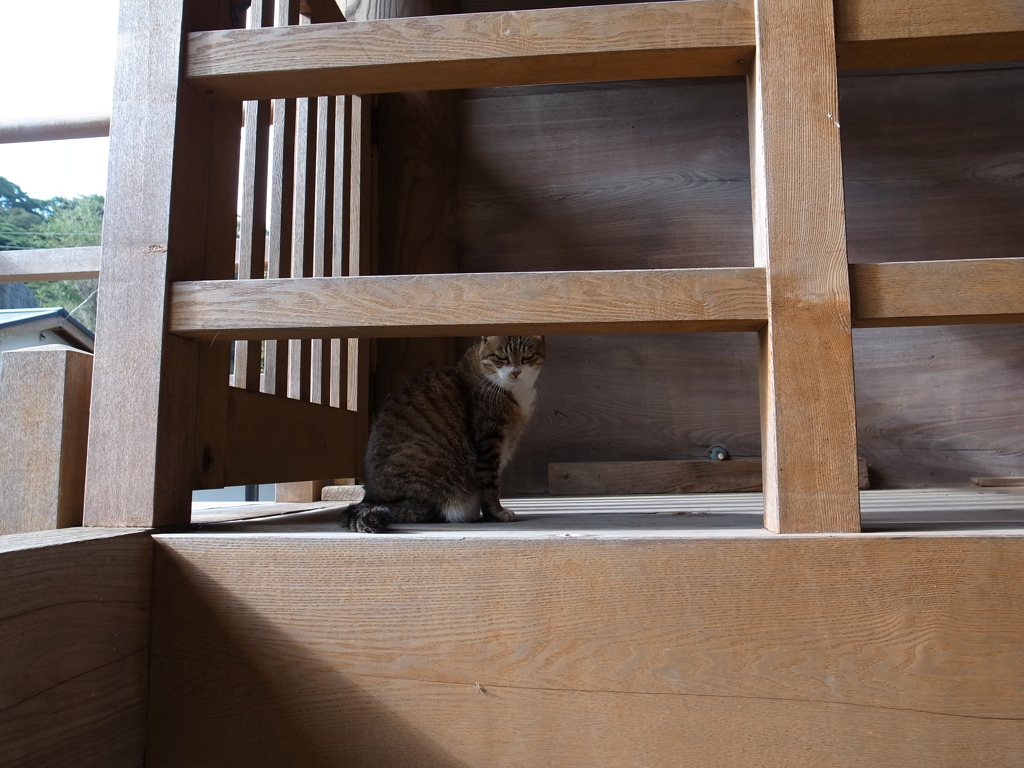 こちらをうかがうネコ
