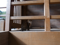 こちらをうかがうネコ