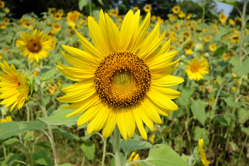 ひまわりの花