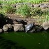 甲羅干しをする亀