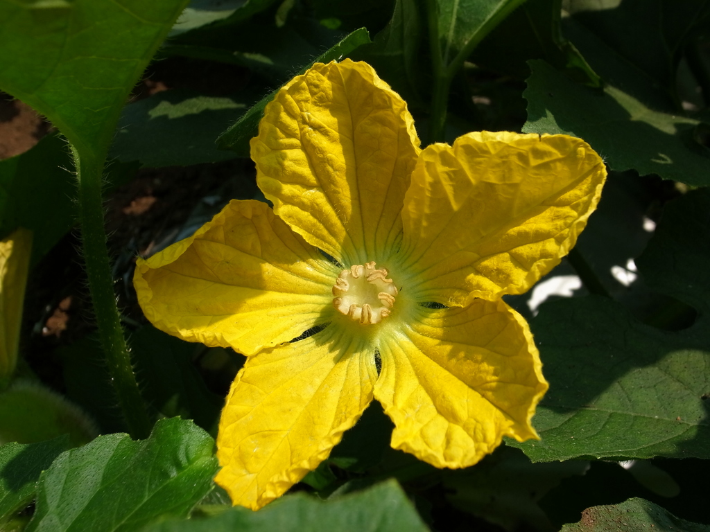 トウガンの花