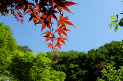 赤いカエデと青い空