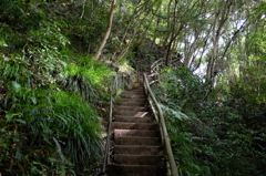 緑あふれる河津七滝ハイキングコース