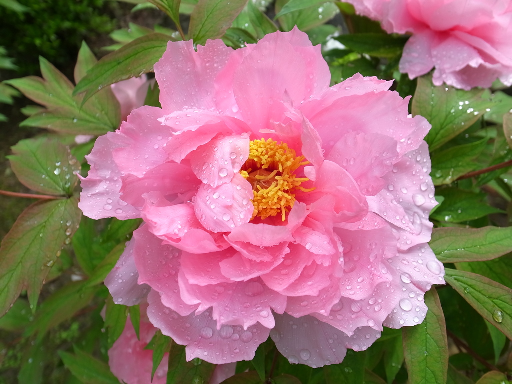 雨に濡れた牡丹