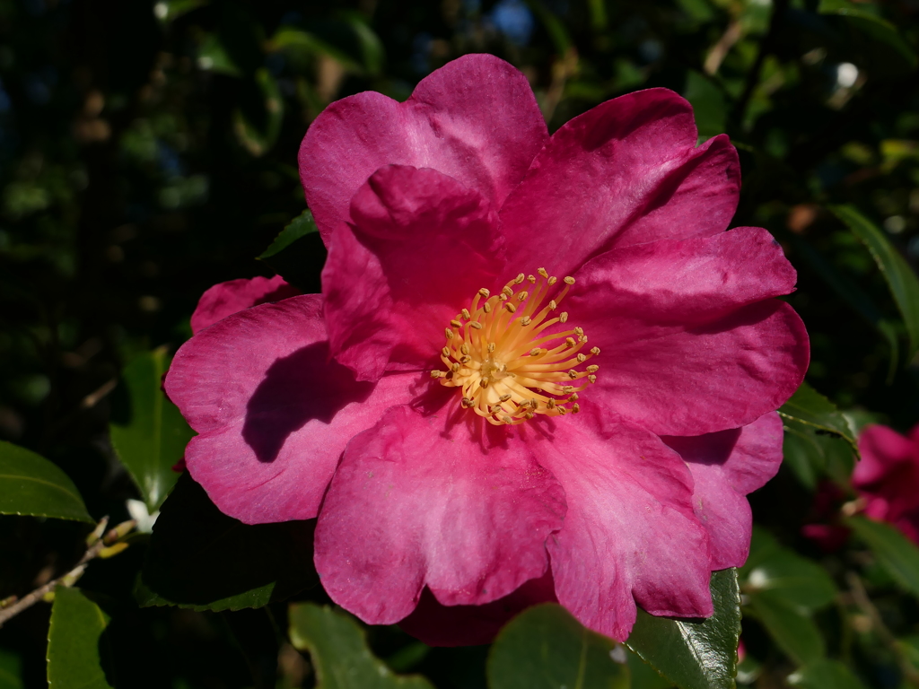 さざんかの花