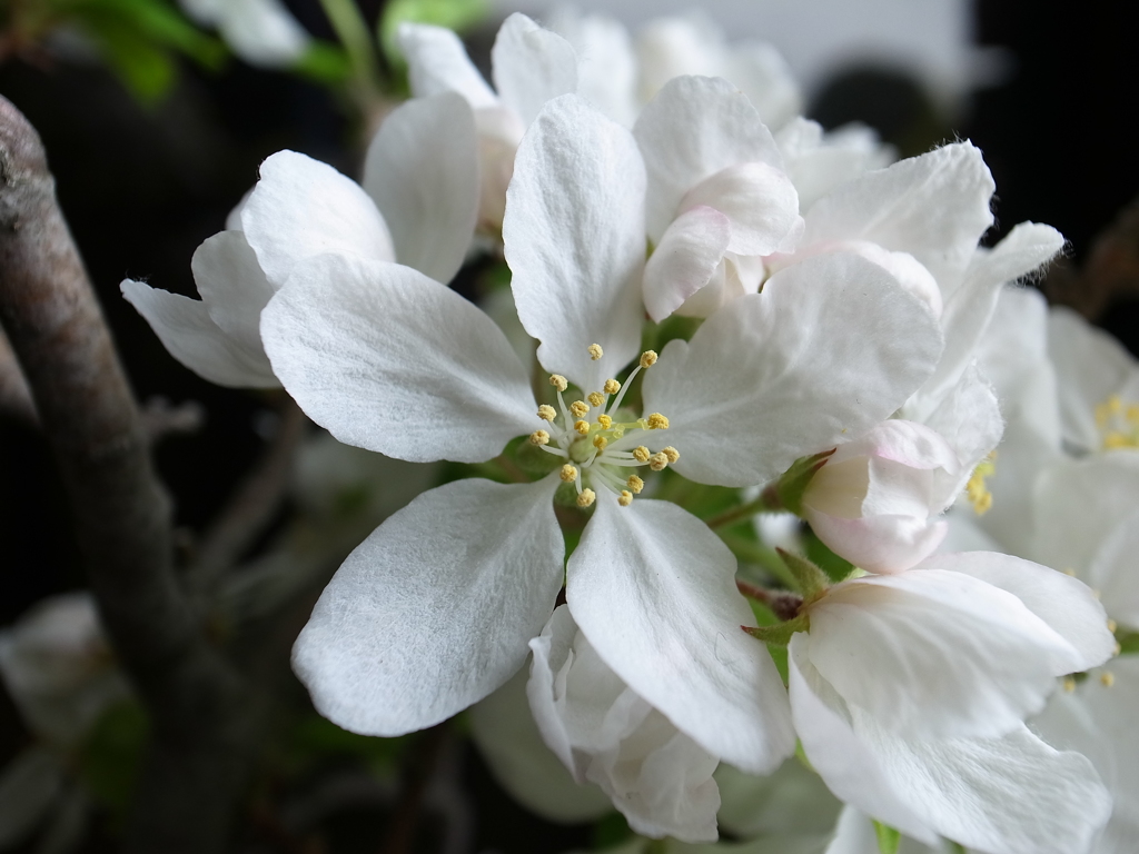 ヒメリンゴの花