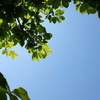 新緑と青空