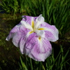 花菖蒲