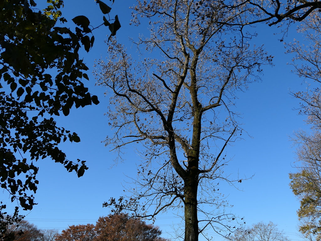 冬の木と冬の空