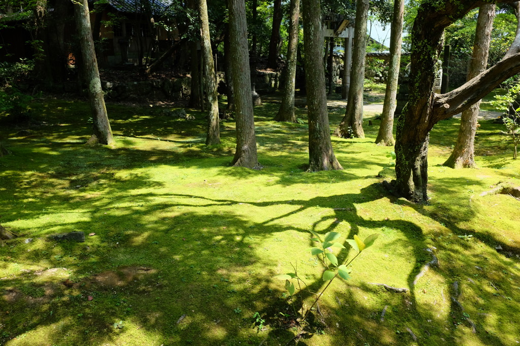 一面の苔