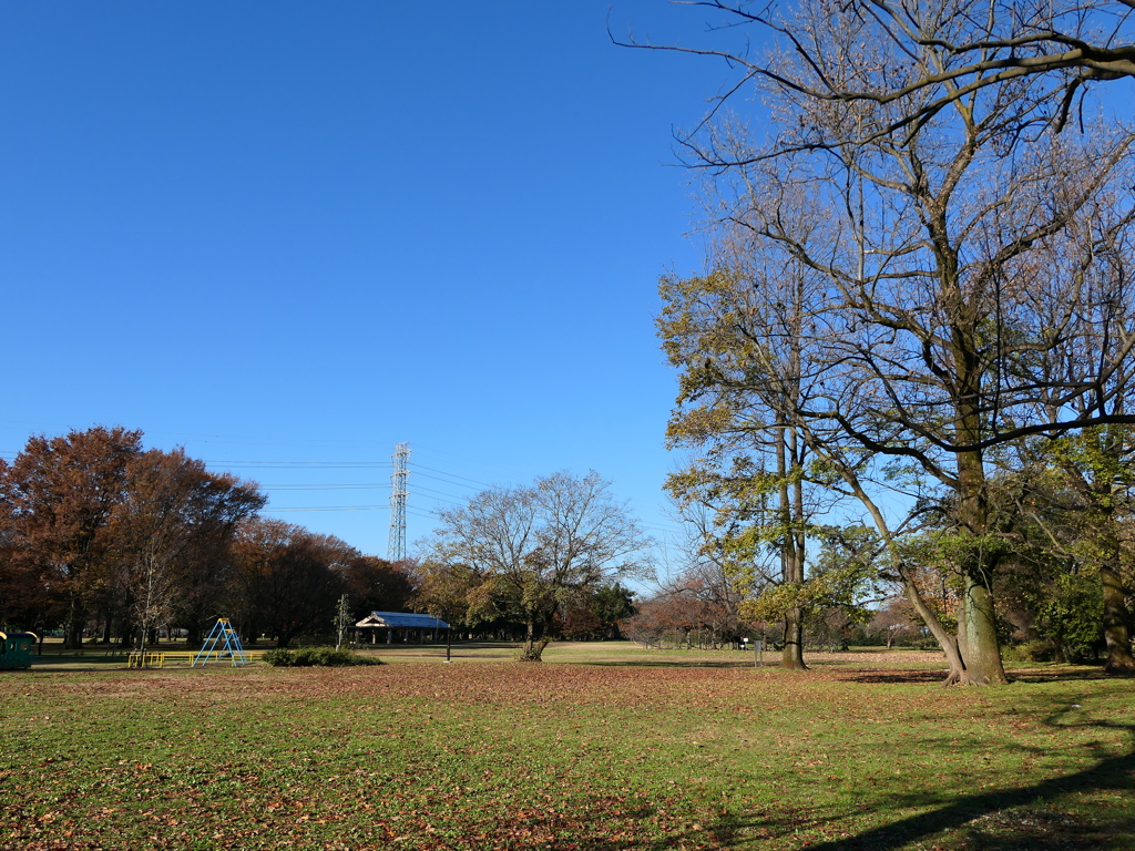 初冬の小金井公園