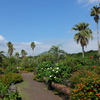 伊豆四季の花公園