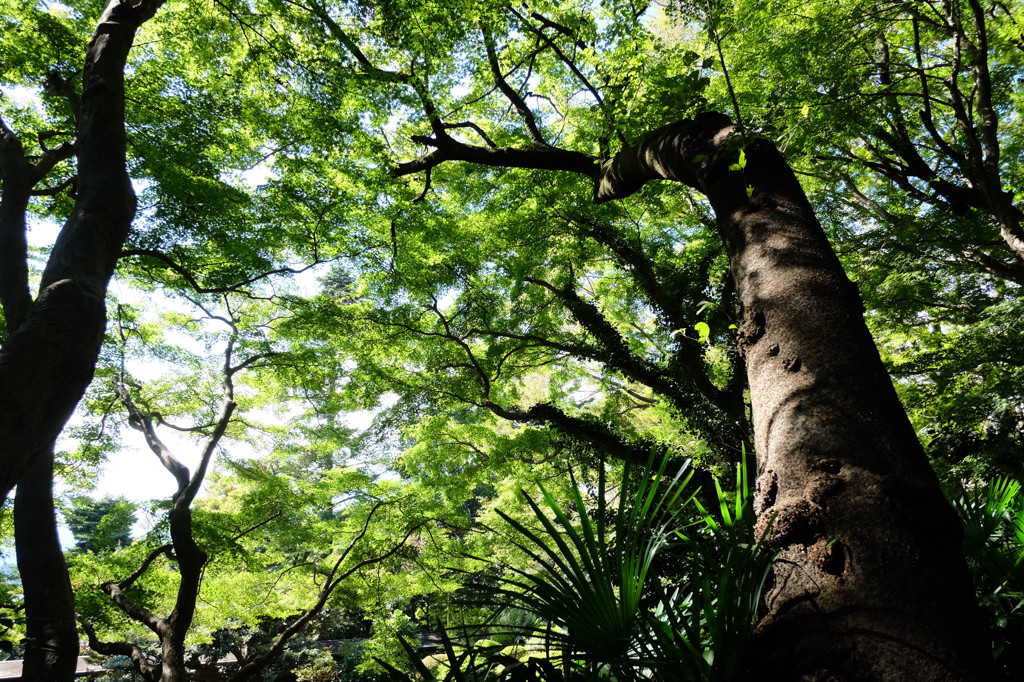 緑の木々