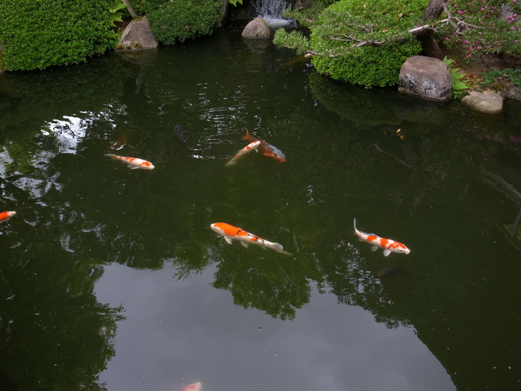 由志園の池の鯉