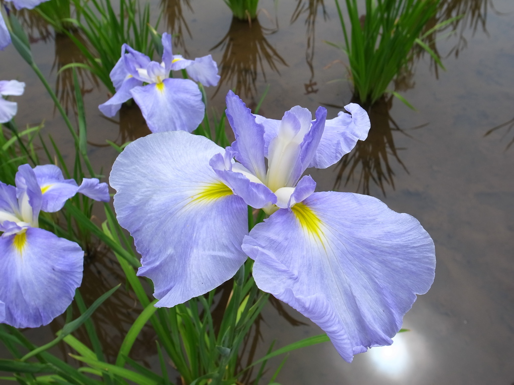 花菖蒲（水の光）