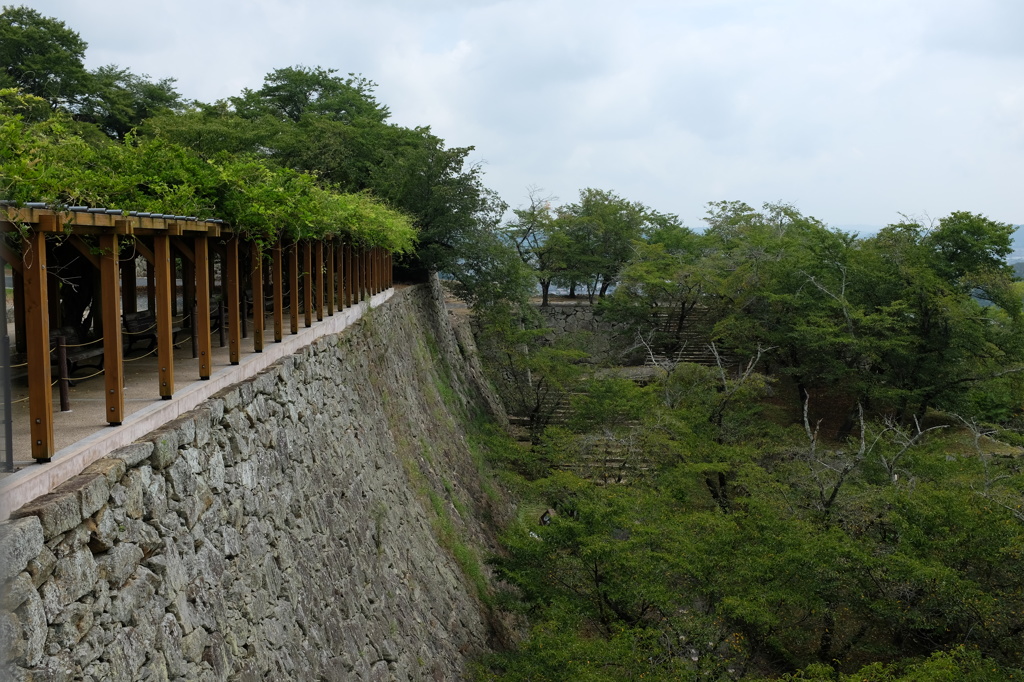 津山城の石垣と緑