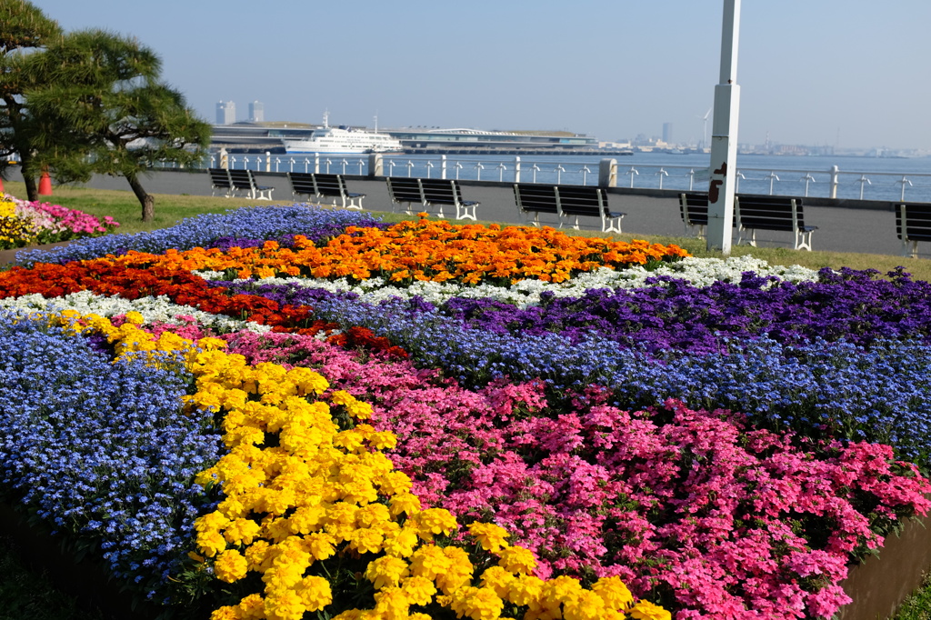 山下公園の花壇