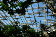 温室の天井