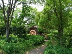 緑の中の水車小屋