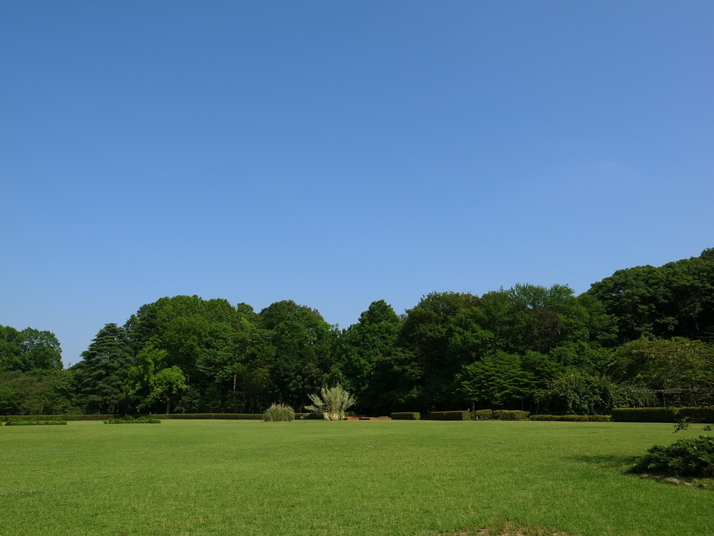 緑と青空