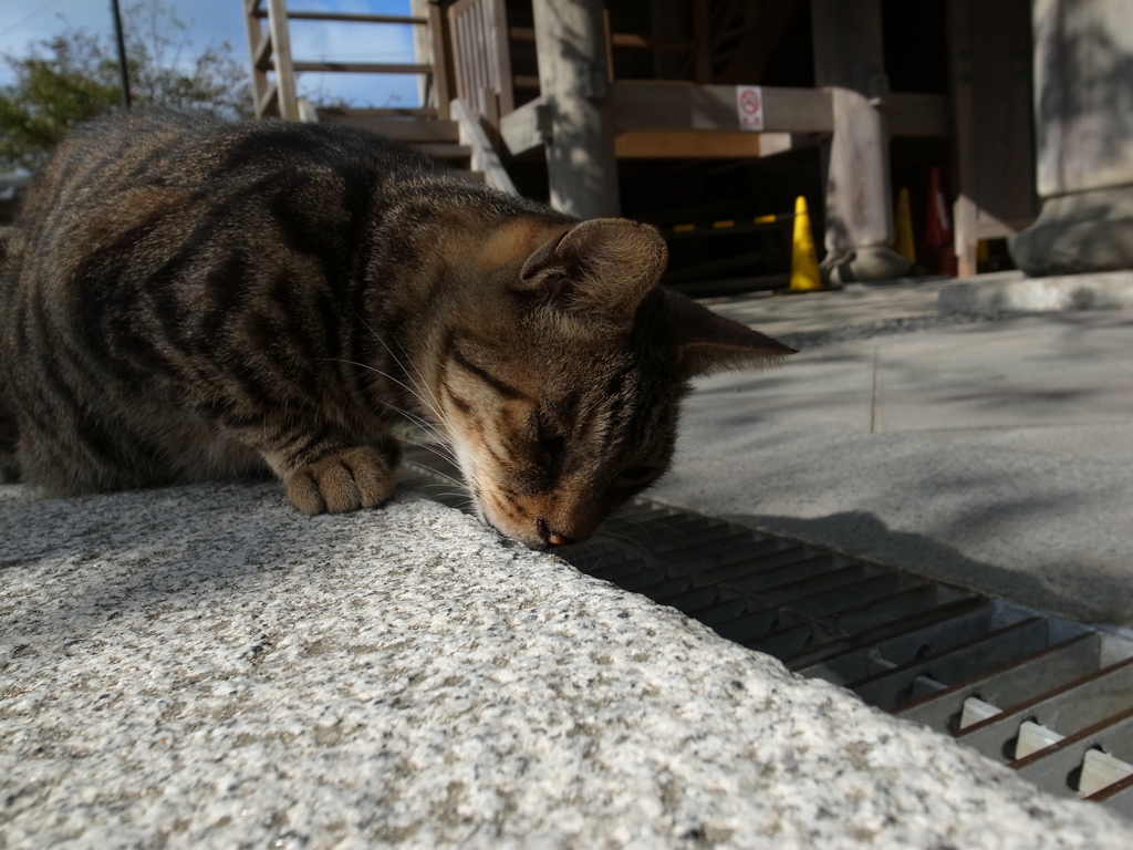 カニを探すネコ