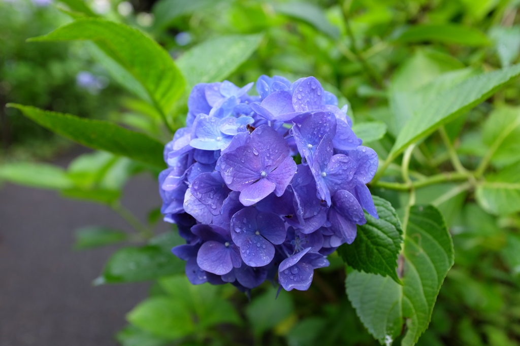 雨に濡れたアジサイ