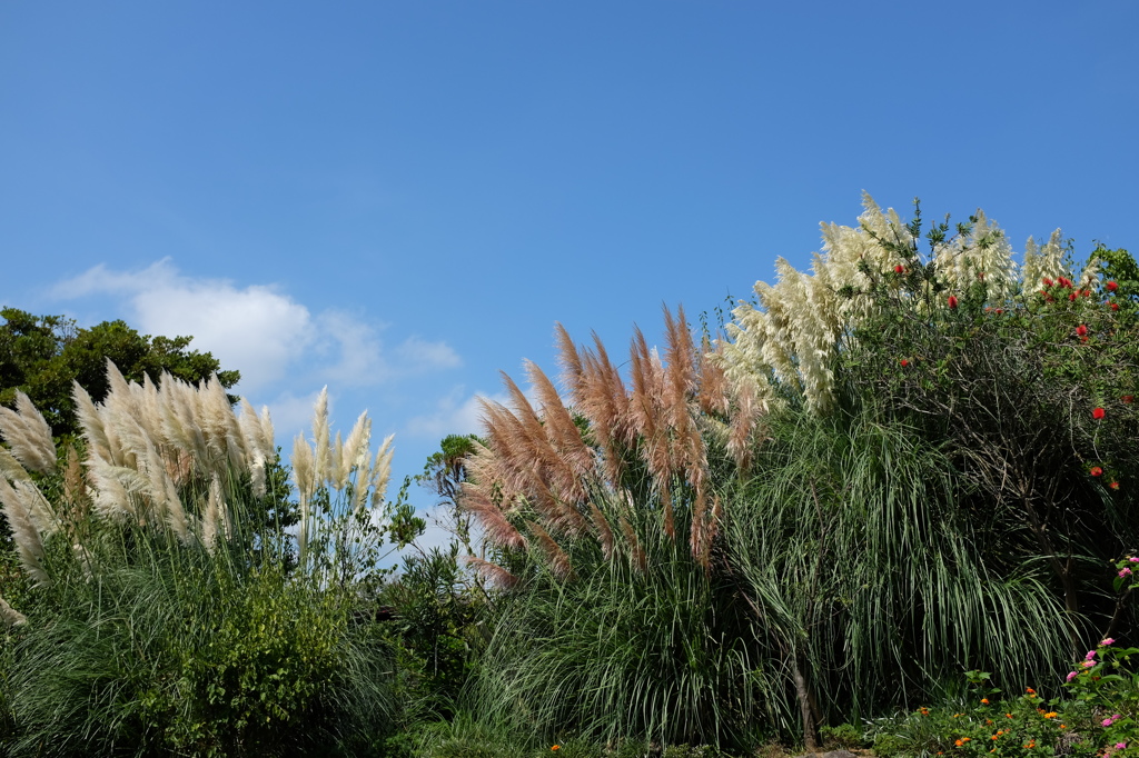 パンパスグラスと青空