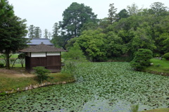 衆楽園の蓮の池