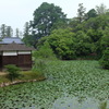 衆楽園の蓮の池