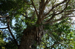 荏柄天神社のイチョウの木